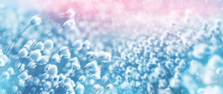 Gentle landscape with blooming arctic cotton grass. Natural background with arctic cottonの写真素材