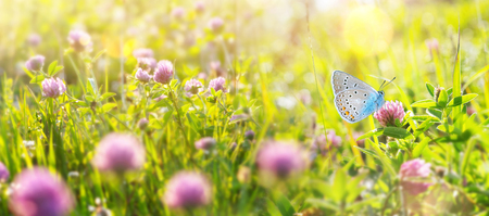 Bright natural summer background. Summer landscape with  beautiful butterfly on the blooming flowers of cloverの写真素材