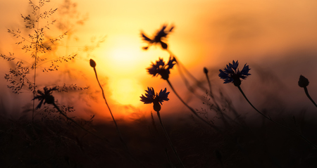 Summer landscape. Silhouettes of wildflowers against the background of the evening skyの写真素材