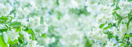 Spring natural  background with bright blooming jasmine. Spring floral backgroundの写真素材