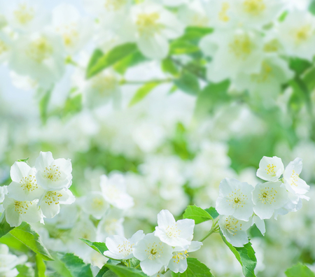 Spring natural  background with bright blooming jasmine. Spring floral backgroundの写真素材