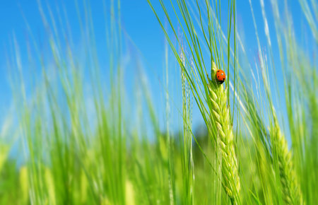 Ladybird on  green barley spikelet. Natural background with ladybug on green barleyの写真素材