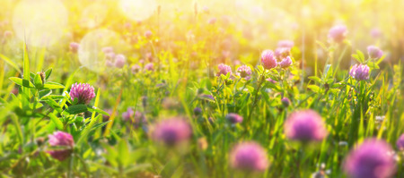 Natural background with clover in the sunlight. Morning landscape with clover in the dewの写真素材