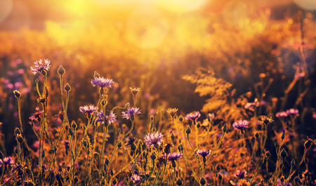 Summer landscape with wildflowers cornflowers in the rays of the sun. Rural landscape with wildflowersの写真素材
