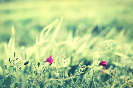 Drops of morning dew on the petals of  pink flower. Morning natural background.の写真素材