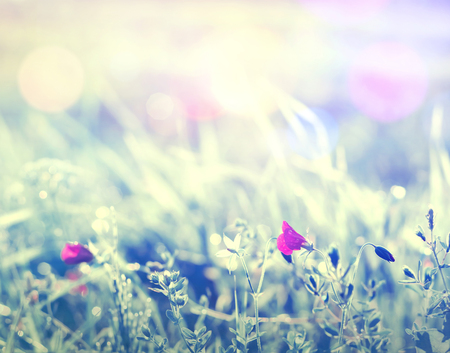 Drops of morning dew on the petals of  pink flower. Morning natural background.の写真素材