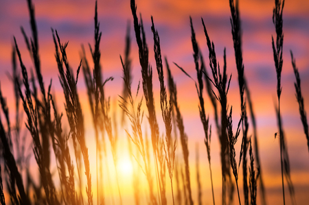 Summer landscape with  reed plant in the rays of the setting sun. Tall grass against dramatic skyの写真素材