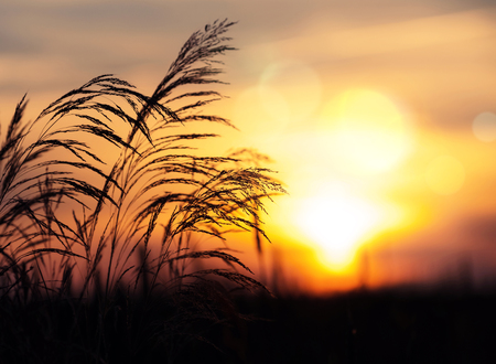 Summer scene with  plant close-up against  setting sun. Sunset sky backgroundの写真素材
