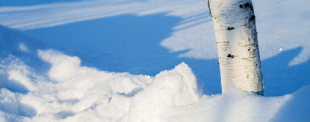 Winter background. Birch tree trunk with deep snowdrifts in the sunlightの写真素材