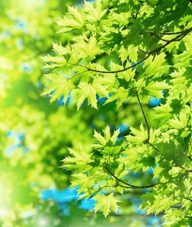 Natural bright background. The branches of a maple tree with bright young leavesの写真素材