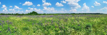 Summer scenic landscape. Summer bright meadow with wildflowers and blue skyの写真素材