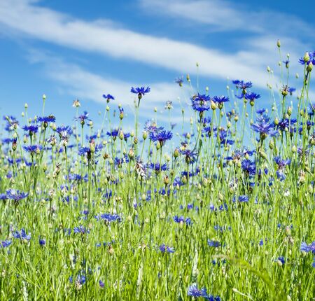 Beautiful wildflowers. Summer landscape with bright blooming cornflowers in the fieldの写真素材