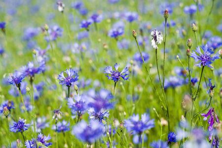 Beautiful wildflowers. Summer landscape with bright blooming cornflowers in the fieldの写真素材