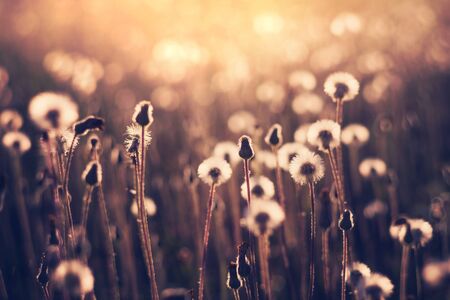Dandelion on the sunset sky background. Summer evening landscape. Wildflowers in the sun.の写真素材