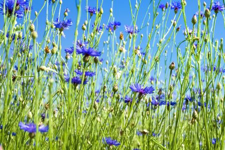 Beautiful wildflowers. Summer landscape with bright blooming cornflowers in the fieldの写真素材