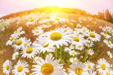 Summer landscape. Summer natural background with beautiful daisies on the meadow.
Chamomile flowers in the sunlight.の写真素材