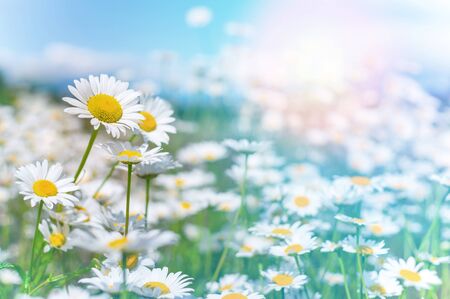 Beautiful daisies in the sun. Summer bright landscape with daisy wildflowers in the meadow. Summer background with wildflowers.の写真素材