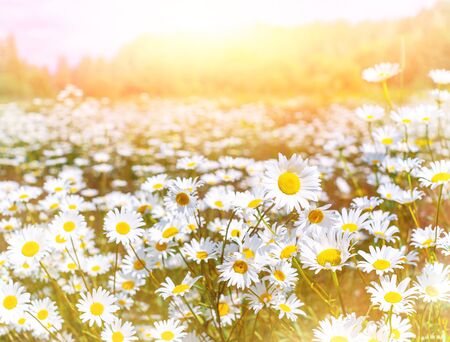 Summer landscape. Summer natural background with beautiful daisies on the meadow.
Chamomile flowers in the sunlight.の写真素材