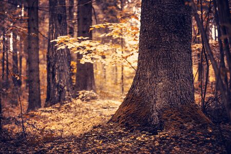 Autumn landscape. Autumn in the old magic forest. Mystical forest in the sunlight.の写真素材