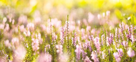 Natural bright background. Forest flowers heather in the rays of the setting sun.の写真素材