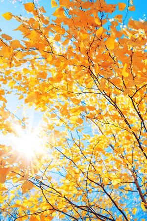Branches of  birch with yellow leaves in autumn park. Autumn background with yellow foliage of birch tree.の写真素材