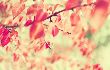 Autumn background. Pear tree branch with bright red leaves.の写真素材