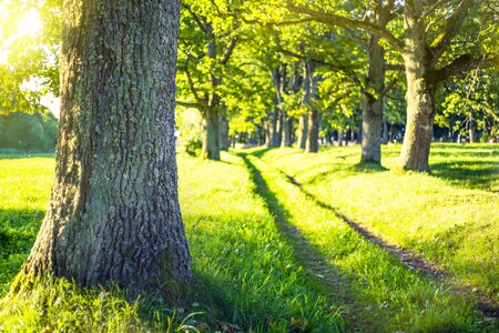 Summer landscape. Alley of old oak trees on bright sunny day.の写真素材