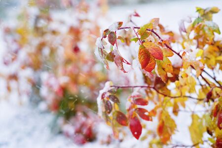 Autumn background. Shrub with red and yellow leaves covered by snow.の写真素材