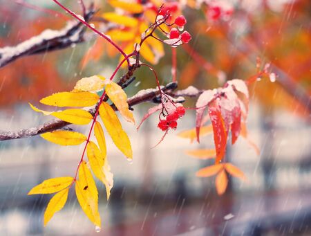 Bunches of red rowan covered by the first snow. Red rowan berries with yellow leaves in the snow.の写真素材