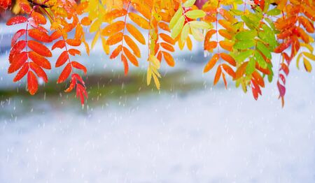 Autumn background. Rowan tree branch with colored leaves in the first snowの写真素材