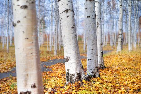 In the autumn park. Autumn landscape with white birch trunks in city park.の写真素材