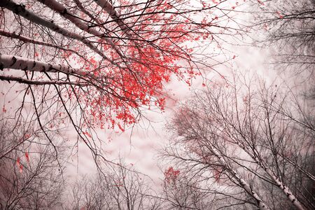 Autumn landscape. Birch grove with autumn leaves against the sky.の写真素材