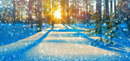 Winter landscape. Colorful sunset in the winter coniferous forestの写真素材