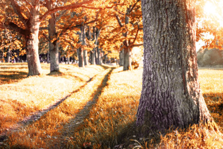 Autumn landscape. Alley of old oak trees on bright sunny day.