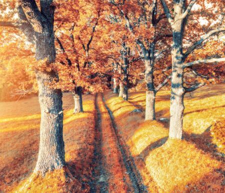 Autumn landscape. Road through the alley of old oaks at sunsetの写真素材