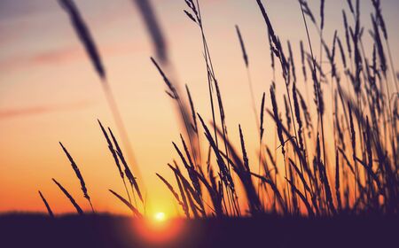 Evening bright landscape with tall grass against the backdrop of the setting sun. Reed plant at sunsetの写真素材