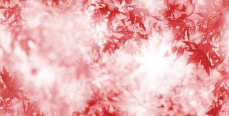 Autumn background. Reds bright leaves of  maple tree in the sunlight.の写真素材