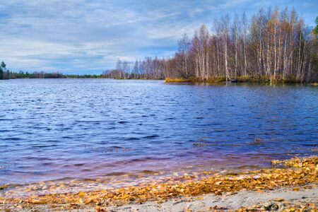 Autumn landscape. Fallen yellow autumn leaves on the lake.の写真素材