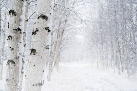 Winter landscape with snowy birch trees in the park. Blizzard in the winter park.の写真素材