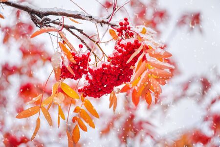 Bunches of red rowan covered by the first snow. Red rowan berries with yellow leaves in the snow.の写真素材