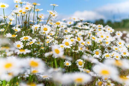 Summer bright landscape with beautiful wild flowers camomiles. Daisy wildflowers against the sky.の写真素材