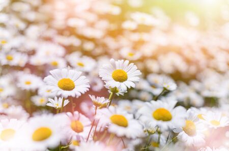 Beautiful daisies in the sun. Summer bright landscape with daisy wildflowers in the meadow. Summer background with wildflowers.の写真素材