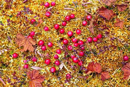 Red ripe berries of a cranberry on moss in the autumn Siberian taiga.の写真素材