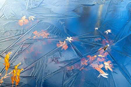 Colorful autumn leaves frozen in ice. Natural autumn background with first ice on the surface of the waterの写真素材