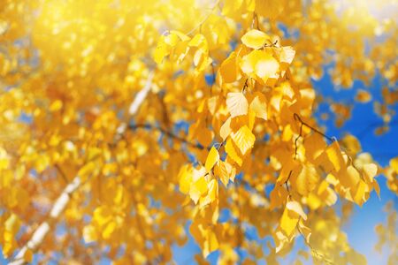 Autumn background with birch tree branches with yellow leaves. Lush yellow birch branchesの写真素材