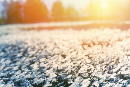 Summer evening landscape. Spring landscape with arctic cotton in the rays of sunsetの写真素材