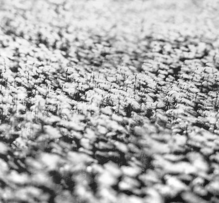 Background with blooming arctic cotton. Spring landscape with blooming cotton grass in black and whiteの写真素材