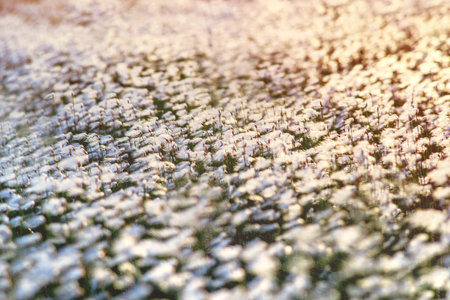 Summer evening landscape. Spring landscape with arctic cotton in the rays of sunsetの写真素材