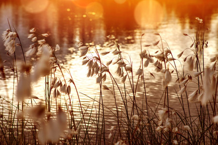 Spring scene. Plant cotton grass over water in beams of the sunset sun.の写真素材