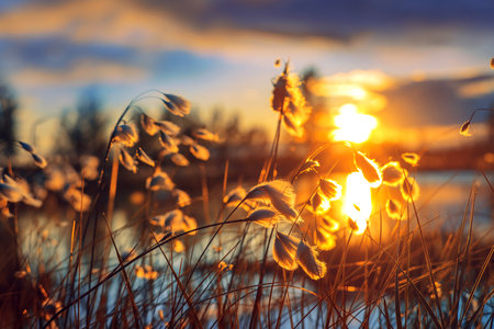 Summer evening landscape. Plant cotton grass over water in beams of the sunset sunの写真素材